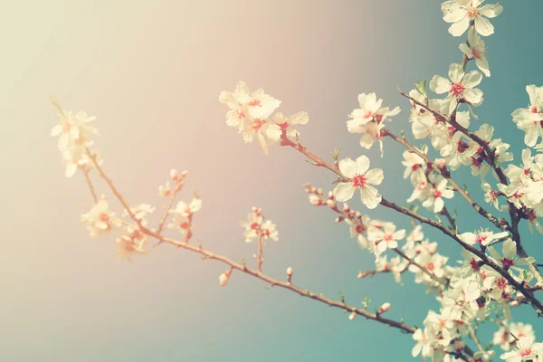 Abstrakt drömmande och suddig bild av våren vit körsbär blommar trädet. selektiv inriktning. Vintage filtreras — Stockfoto