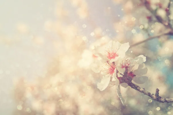 Abstract dreamy and blurred image of spring white cherry blossoms tree. selective focus. vintage filtered — Stock Photo, Image