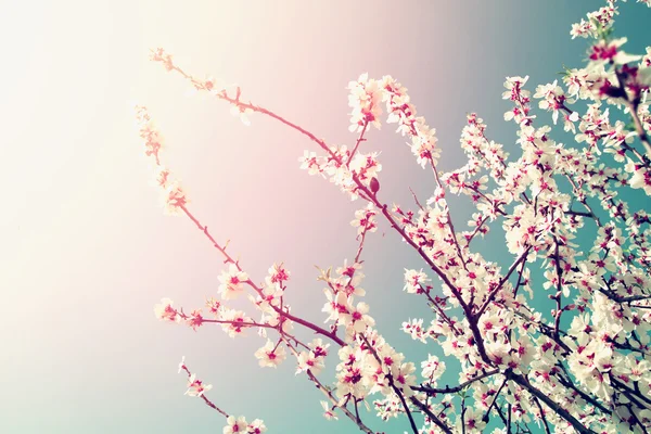 Abstract dreamy and blurred image of spring white cherry blossoms tree. selective focus. vintage filtered — Stock Photo, Image