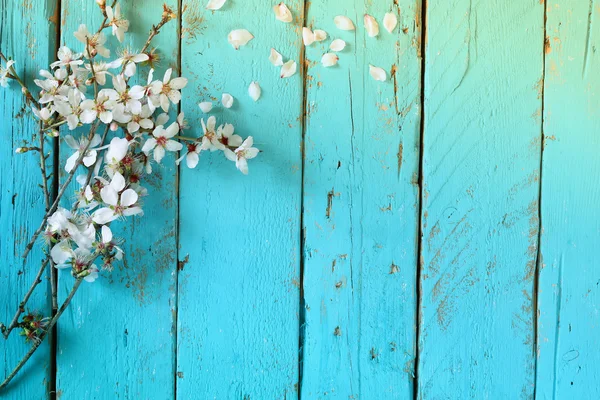 image of spring white cherry blossoms tree on blue wooden table. vintage filtered image