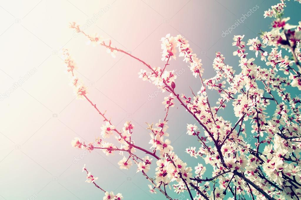 abstract dreamy and blurred image of spring white cherry blossoms tree. selective focus. vintage filtered