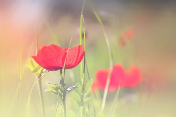 Abstract and dreamy photo with low angle of red poppies against sky with light burst. vintage filtered and toned — Stock Photo, Image
