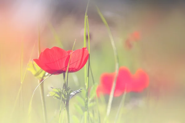 Abstract en dromerige foto met lage hoek van rode papavers tegen hemel met lichte uitbarsting. Vintage gefilterd en afgezwakt — Stockfoto