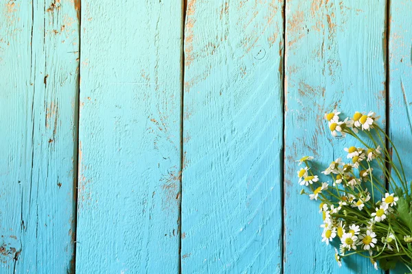 Vue du dessus des fleurs de marguerite sur la table en bois bleu. vintage filtré — Photo