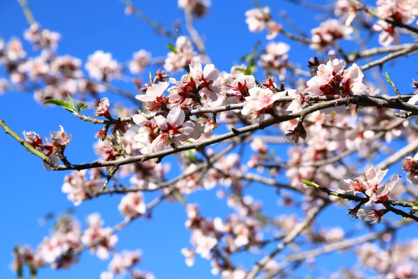 Bild av våren vit körsbär blommar trädet. selektiv inriktning. Vintage filtreras — Stockfoto