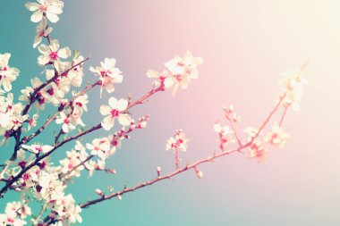 abstract dreamy and blurred image of spring white cherry blossoms tree. selective focus. vintage filtered clipart