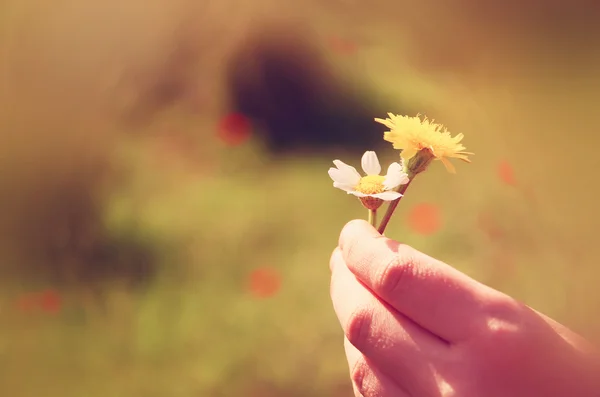 Mão da menina segurando flor de primavera — Fotografia de Stock