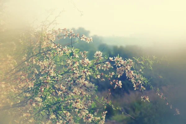 Abstrakte verträumte und verschwommene Bild des Frühlings weiße Kirschblüten Baum. Selektiver Fokus. Jahrgang gefiltert — Stockfoto