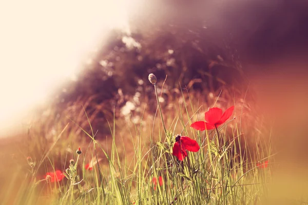 Abstraktes und verträumtes Foto mit niedrigem Winkel von roten Mohnblumen gegen den Himmel mit Lichteinfall. Jahrgang gefiltert und getont — Stockfoto