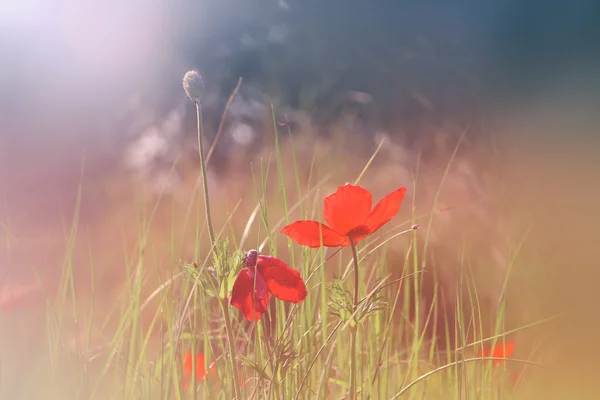 Abstract en dromerige foto met lage hoek van rode papavers tegen hemel met lichte uitbarsting. Vintage gefilterd en afgezwakt — Stockfoto