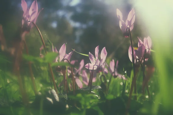 Ormanda çiçek açan Siklamen çiçek soyut hülyalı ve bulanık görüntü. Filtre uygulanmış ve tonda vintage — Stok fotoğraf