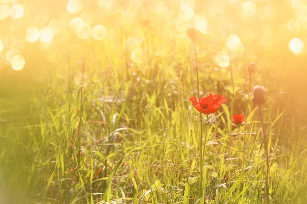 Abstract and dreamy photo with low angle of red poppies against sky with light burst. vintage filtered and toned — Stock Photo, Image