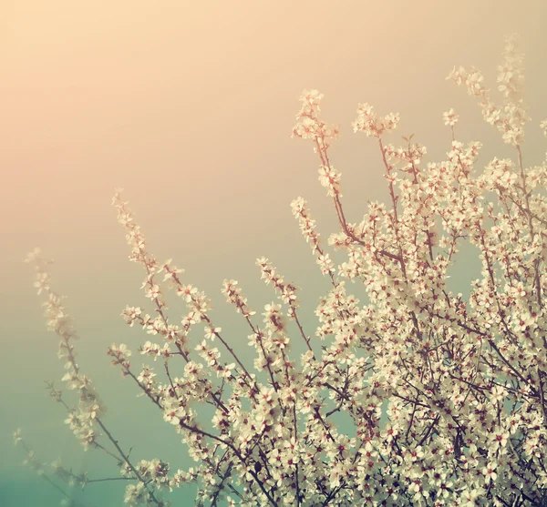 Abstract dreamy and blurred image of spring white cherry blossoms tree. selective focus. vintage filtered — Stock Photo, Image