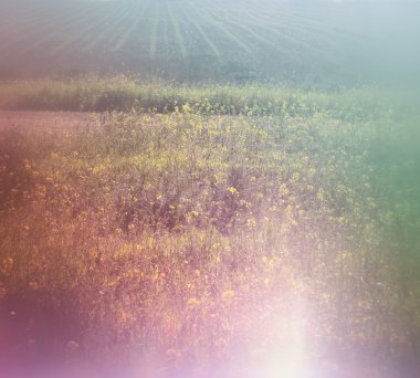 Bahar çayır kır çiçekleri ile soyut dreamy fotoğraf. Vintage filtre uygulanan görüntü. seçici odak