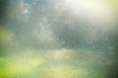 Orman ve glitter bokeh ışıklar soyut fotoğraf. görüntü bulanık ve filtre.