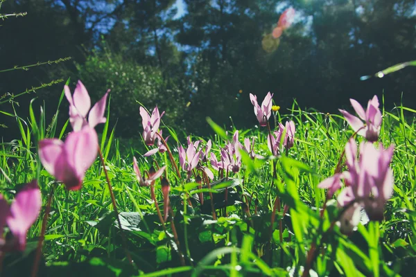 Photo abstraite et rêveuse avec un faible angle de coquelicots rouges contre le ciel avec éclat de lumière. vintage filtré et tonique — Photo