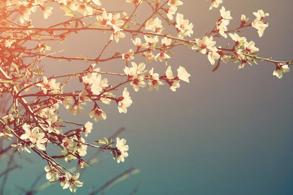 Álmodozó és homályos kép tavaszi fehér cseresznye virágok fa. szelektív összpontosít. Vintage szűrt — Stock Fotó