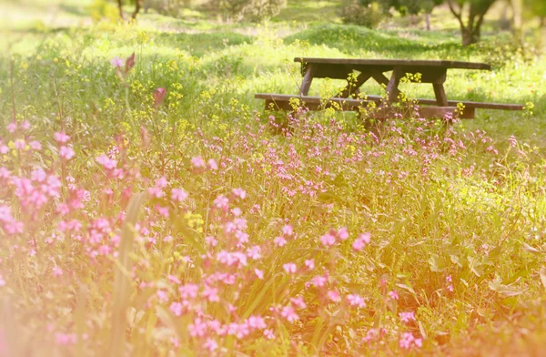 Abstracta foto de ensueño del prado de primavera con flores silvestres. vintage imagen filtrada. enfoque selectivo —  Fotos de Stock