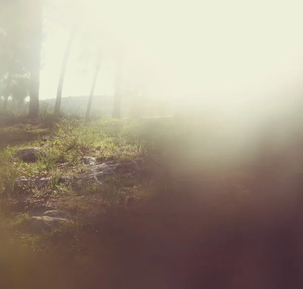 Abstraktes Foto von Wald und glitzernden Bokeh-Lichtern. Bild ist verschwommen und gefiltert. — Stockfoto