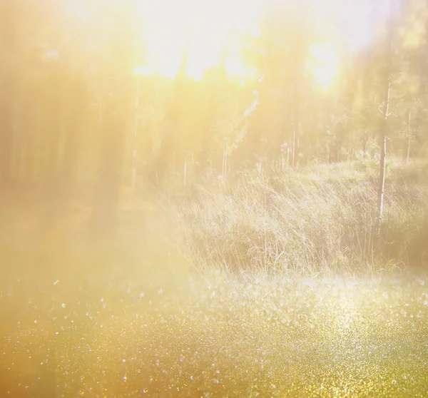 Abstract photo of forest and glitter bokeh lights. image is blurred and filtered. — Stock Photo, Image