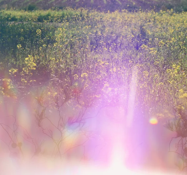 Foto de sonho abstrato de prado de primavera com flores silvestres. imagem filtrada vintage. foco seletivo — Fotografia de Stock