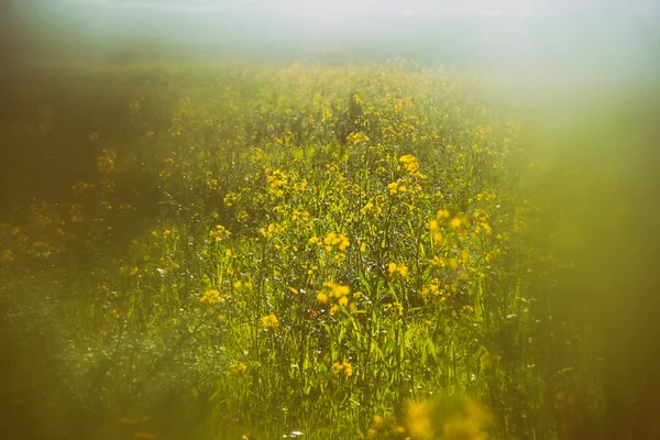 Abstracte dromerige foto van voorjaar weiland met wilde bloemen. Vintage gefilterde afbeelding. selectieve aandacht — Stockfoto