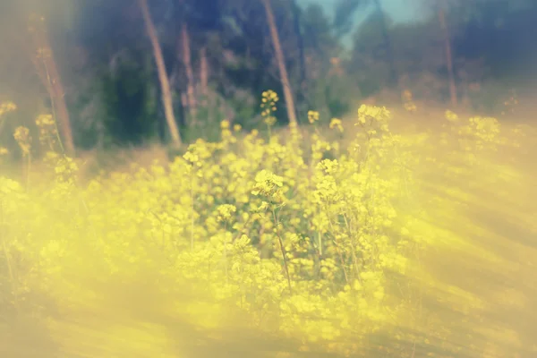 Abstraktes, verträumtes Foto einer Frühlingswiese mit Wildblumen. Vintage gefiltertes Bild. Selektiver Fokus — Stockfoto