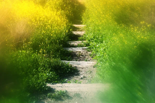 Abstraktní zasněný a rozmazaný obraz tajemství schodiště v lese. ročník, filtrované — Stock fotografie