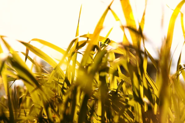 太陽フレアと草の抽象的な夢のようなぼやけたイメージ。フィルタ リング ビンテージ — ストック写真