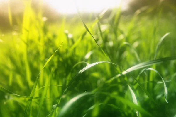 太陽フレアと草の抽象的な夢のようなぼやけたイメージ。フィルタ リング ビンテージ — ストック写真