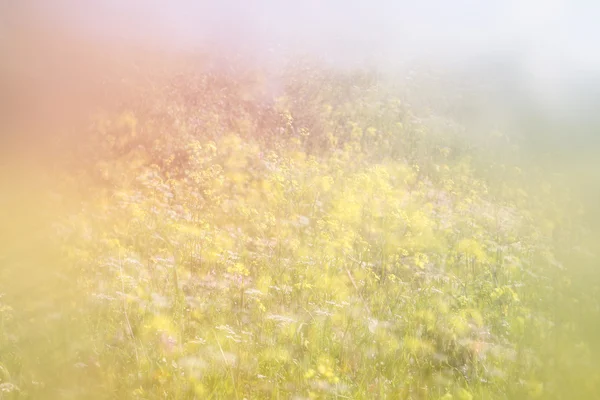 Photo rêveuse abstraite de prairie printanière avec des fleurs sauvages. image filtrée vintage. focus sélectif — Photo