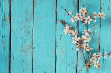 Mavi ahşap masa üzerinde beyaz kiraz çiçekleri ağaç bahar görüntüsünü