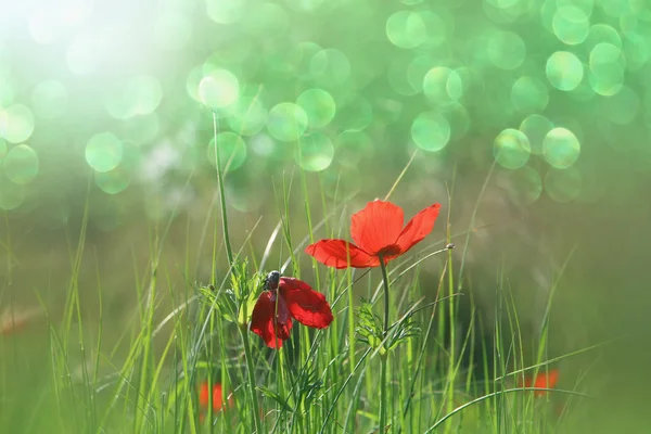 Abstract and dreamy photo with low angle of red poppies against sky with light burst. vintage filtered and toned with glitter overlay — Stock Photo, Image