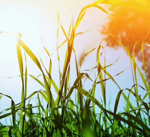 Abstract dreamy and blurred image of grass with sun flare. vintage filtered — Stock Photo, Image