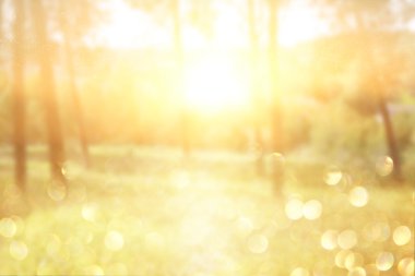 ağaçlar arasında ışık patlaması