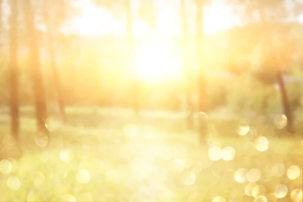 Light burst among trees — Stock Photo, Image