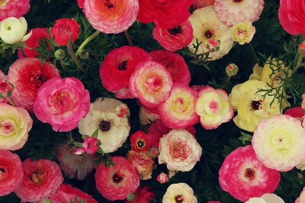 Närbild av röda fjädrar blommor. ovanifrån Foto — Stockfoto