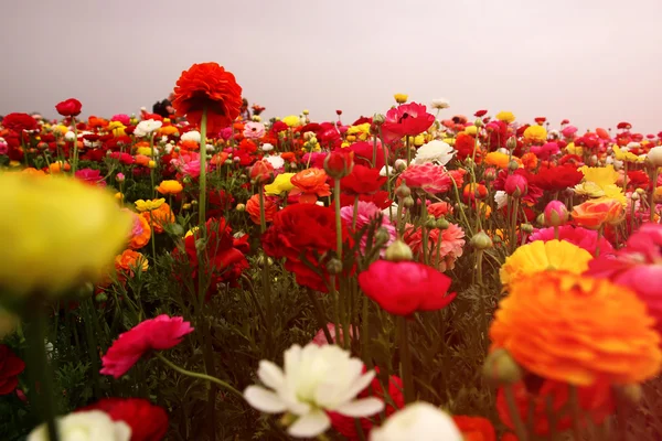 Abstract and dreamy photo with low angle of spring flowers against sky with light burst. vintage filtered and toned — Stock Photo, Image