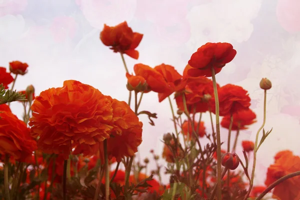 Streszczenie i marzycielski zdjęcie wiosennych kwiatów przed niebo — Zdjęcie stockowe
