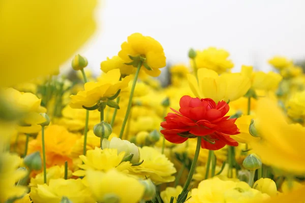 Marzycielski zdjęcie z niski kąt wiosennych kwiatów — Zdjęcie stockowe
