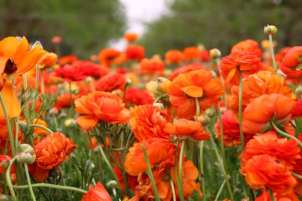 Drömmande bild med låg vinkel av vårblommor — Stockfoto