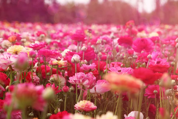 Dreamy photo with low angle of spring flowers. — Stock Photo, Image