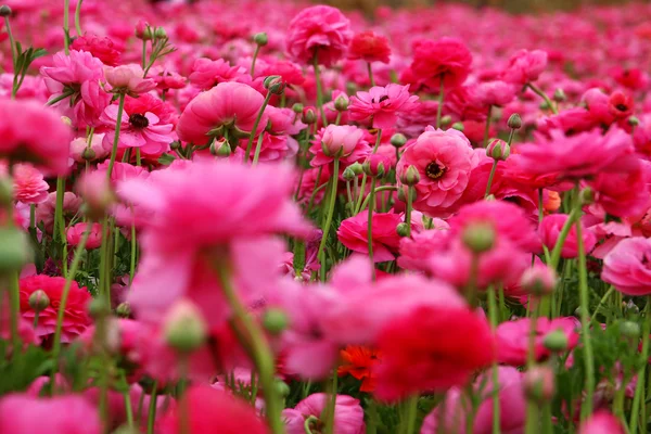 Foto da sogno con angolo basso di fiori primaverili . — Foto Stock
