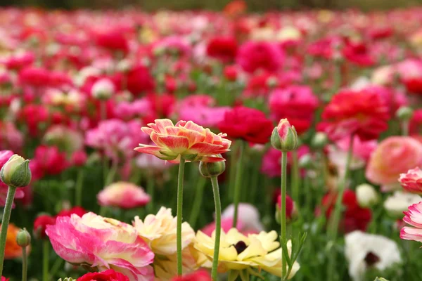 Dreamy photo with low angle of spring flowers — Stock Photo, Image