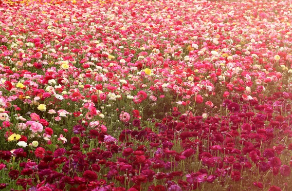 Drömmande bild med låg vinkel av vårblommor — Stockfoto