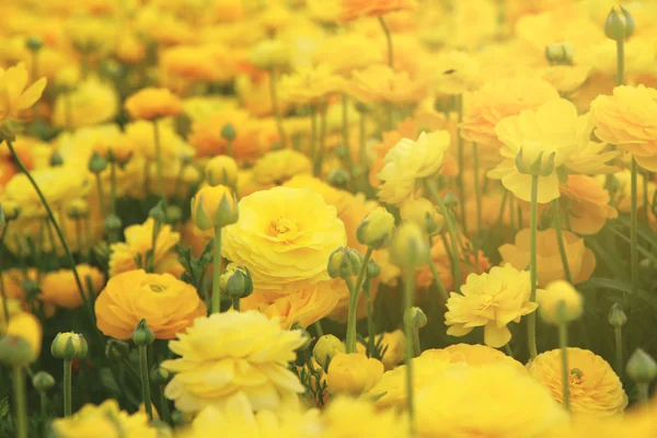 Marzycielski zdjęcie z niski kąt wiosennych kwiatów — Zdjęcie stockowe