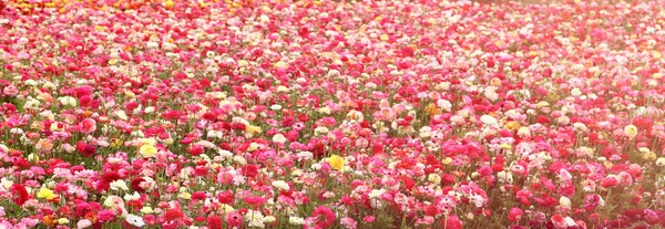 Drömmande bild med låg vinkel av vårblommor — Stockfoto