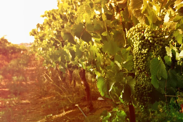 Paesaggio viticolo alla luce del tramonto — Foto Stock