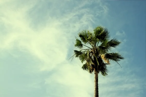 Palmen gegen den Himmel. Bild im Retro-Stil. — Stockfoto