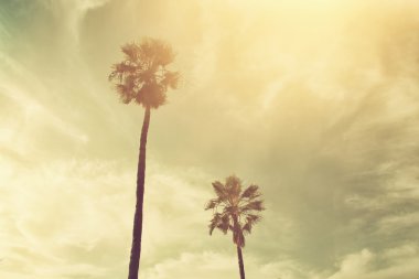 Gökyüzü palmiye ağaçları. retro tarzı görüntü